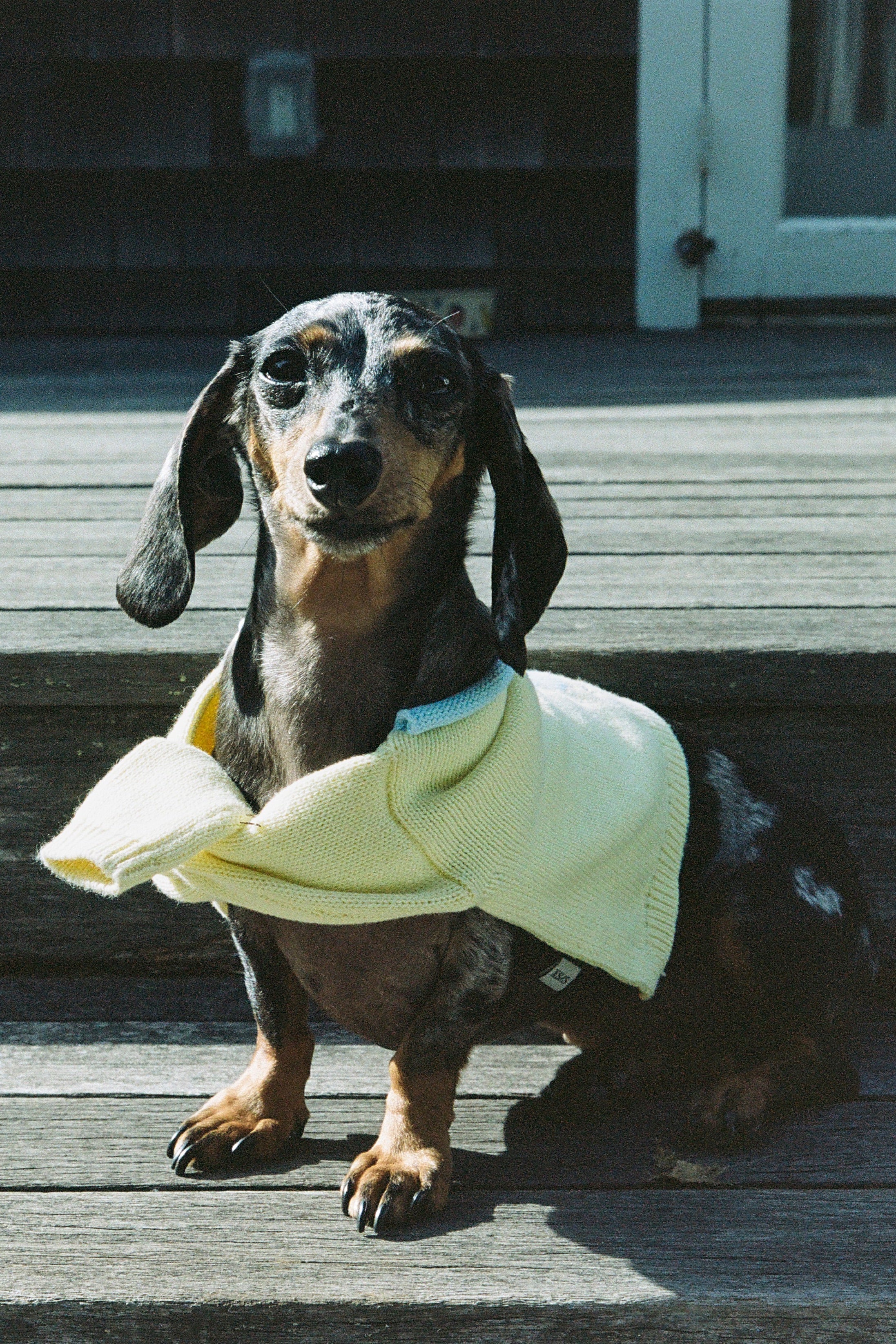 Puppy Shawl