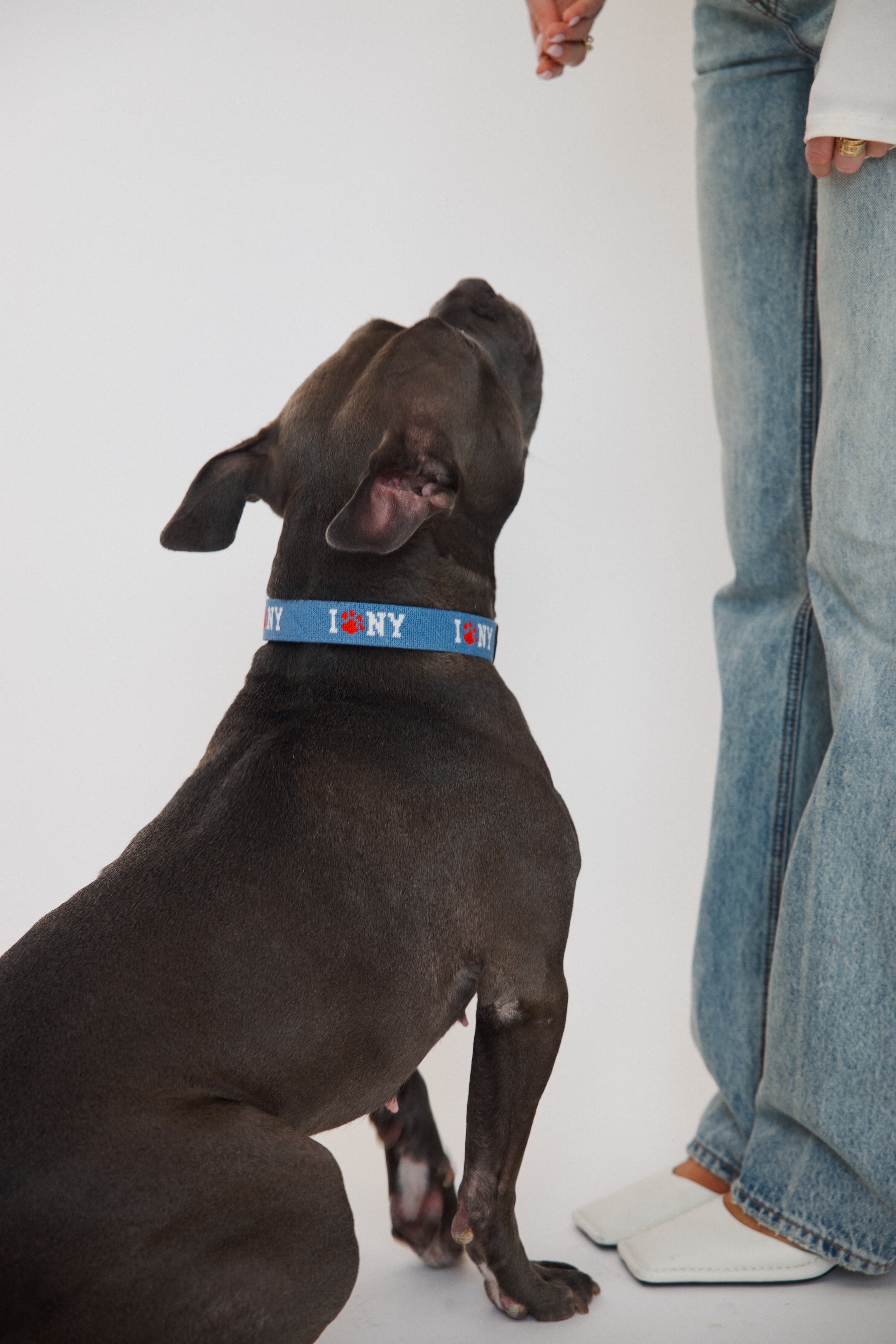 NYC Needlepoint Collar