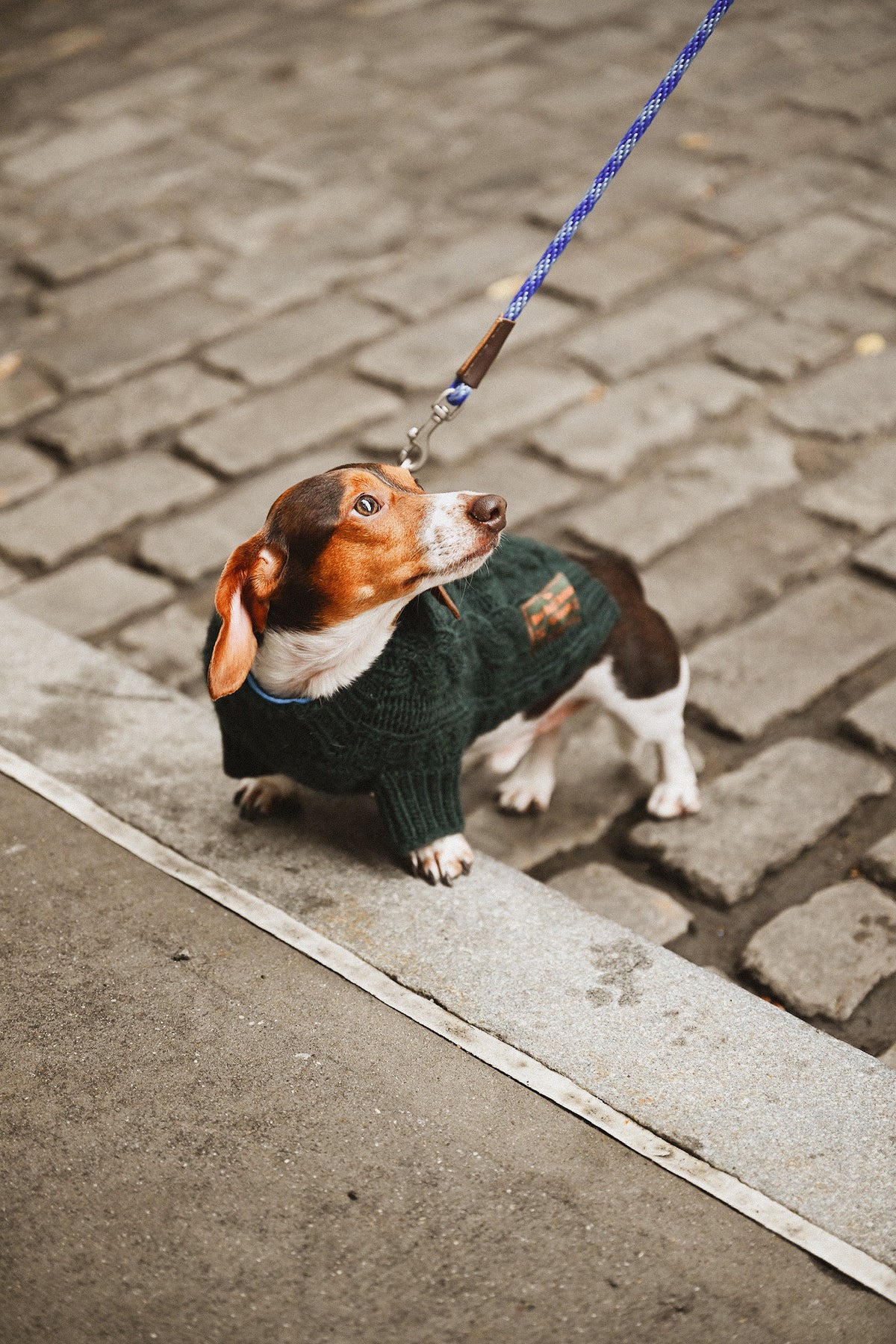 Puppy Turtleneck